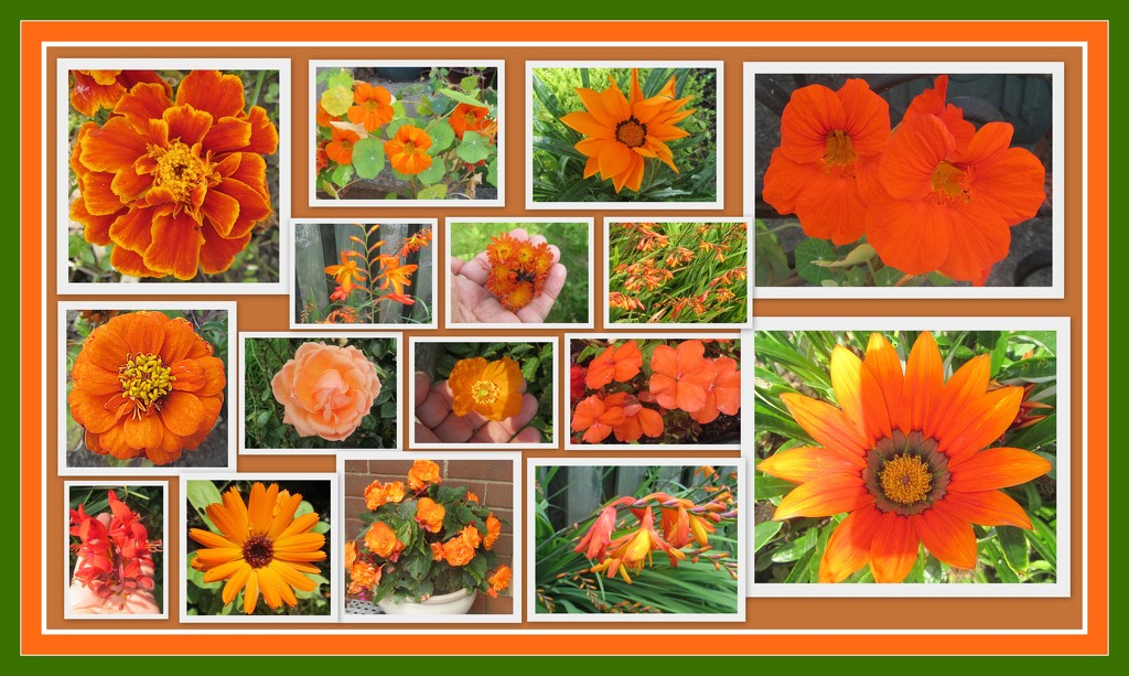 Orange flowers collage. by grace55