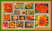 9th Aug 2020 - Orange flowers collage.