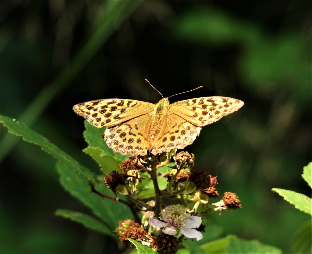 Silver-washed fritillary  by julienne1