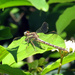 Lancet Clubtail [Travel day filler]  by rhoing
