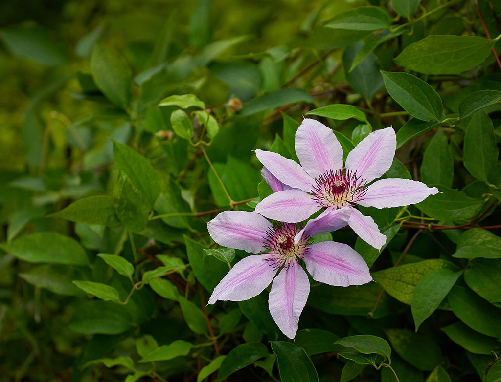 Second Bloom by gardencat
