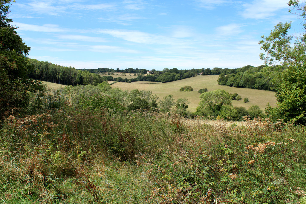 9th August The North Downs by valpetersen