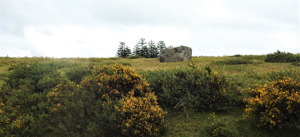  Gorse, The Whetstone and Monkey Puzzle Trees by susiemc