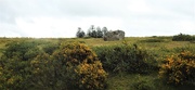 6th Aug 2020 -  Gorse, The Whetstone and Monkey Puzzle Trees
