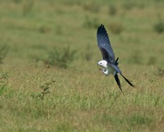 9th Aug 2020 - LHG-0476- Swallowtail Kite about to catch June Bug