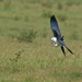 LHG-0476- Swallowtail Kite about to catch June Bug by rontu