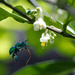 Euglossini Orchid Bee by dutchothotmailcom