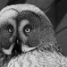 Mave Yaxley Great Grey Owl-17 by mave