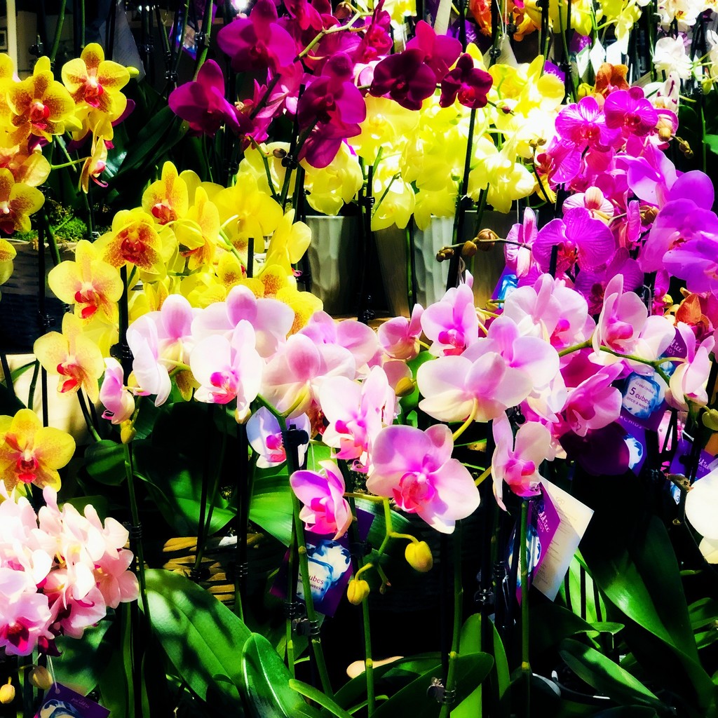 The Most Beautiful Orchids In The City by yogiw
