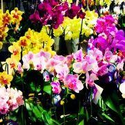 8th Aug 2020 - The Most Beautiful Orchids In The City