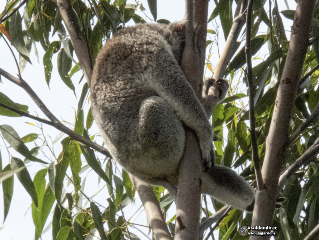 I can sleep anywhere by koalagardens