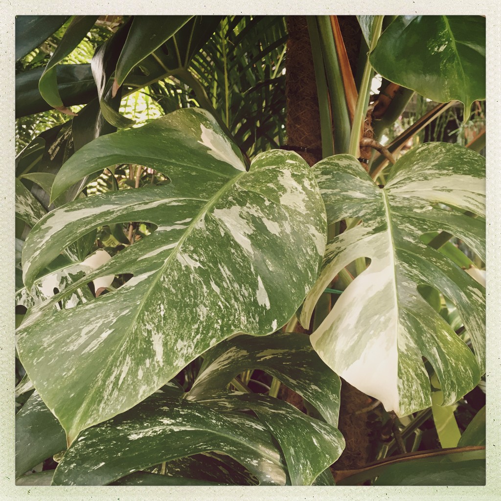 Variegated Monstera by andycoleborn