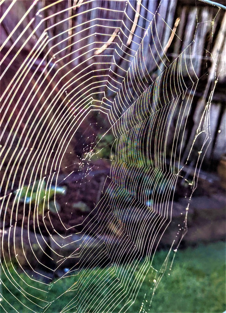 A morning web by sandradavies