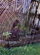 10th Aug 2020 - A morning web