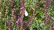 9th Aug 2020 - Cabbage Butterfly