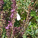 Cabbage Butterfly by larrysphotos