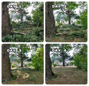 9th Aug 2020 - Storm cleanup