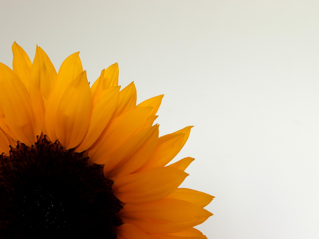 Sunflower by gaf005