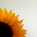 Sunflower by gaf005