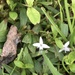 tiny wildflowers  by wiesnerbeth