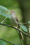 5th Aug 2020 - Field Sparrow