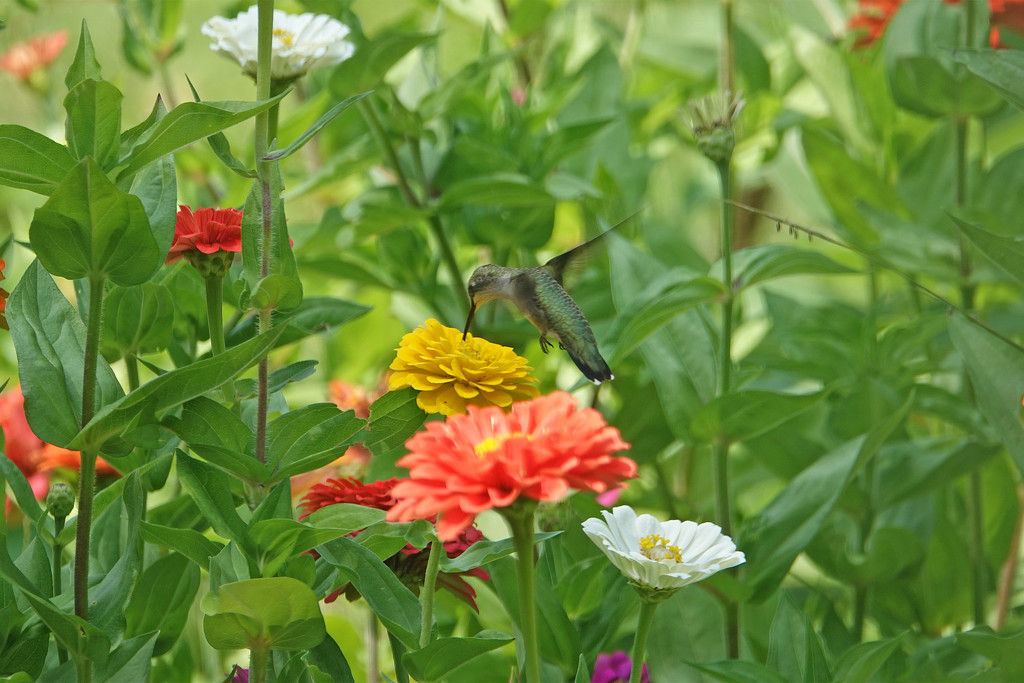 Hummingbird by annepann