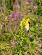 9th Aug 2020 - The Goldfinch