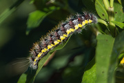 9th Aug 2020 - Caterpillar