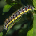 Caterpillar by photographycrazy