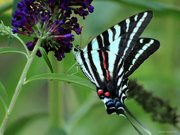 4th Jul 2020 - The Other Side of a Zebra Swallowtail 