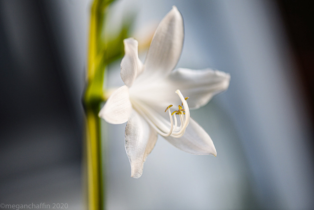 Hosta by mwbc