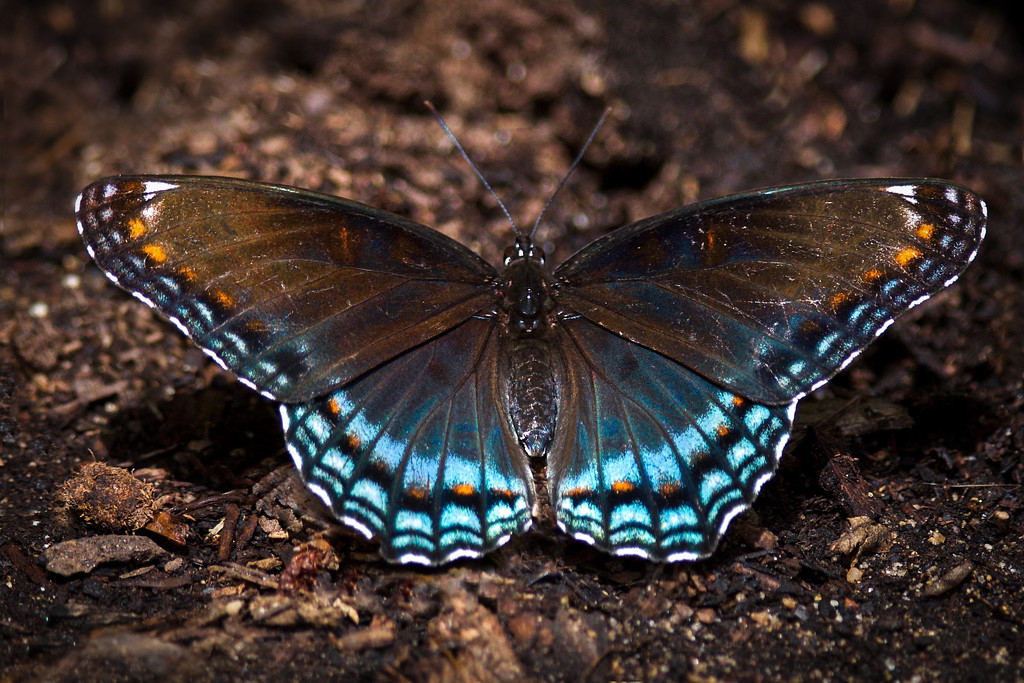 Red Spotted Purple by berelaxed