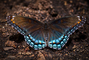 9th Aug 2020 - Red Spotted Purple