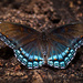 Red Spotted Purple by berelaxed