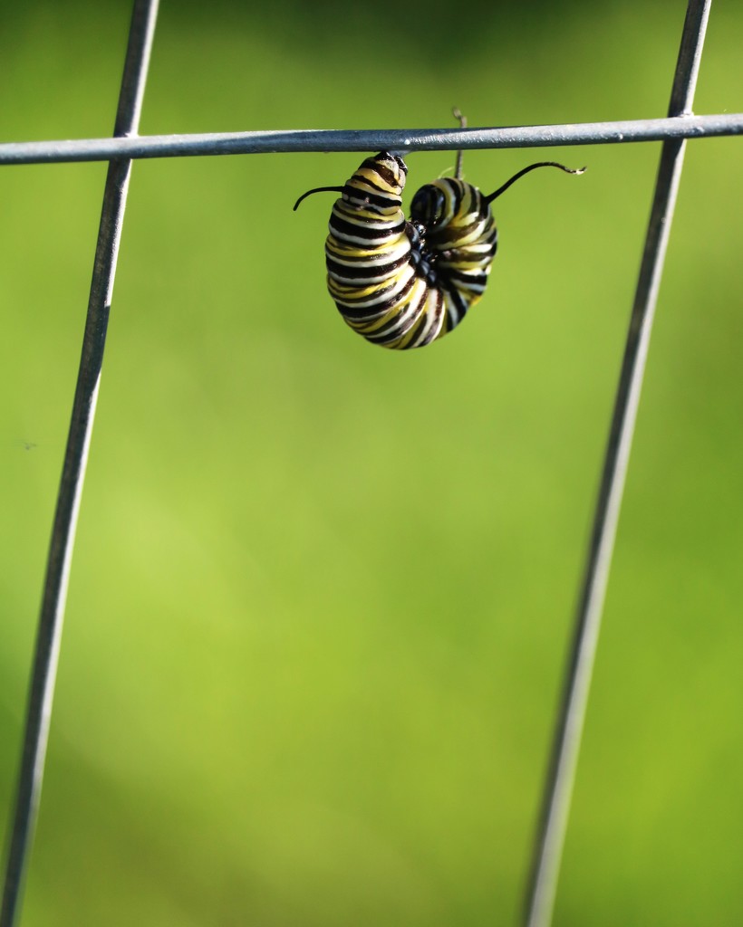 August 6: Monarch Caterpillar by daisymiller