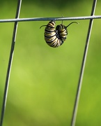 6th Aug 2020 - August 6: Monarch Caterpillar