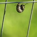 August 6: Monarch Caterpillar by daisymiller