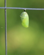 7th Aug 2020 - August 7: Day 1 of Monarch Chrysalis