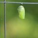 August 7: Day 1 of Monarch Chrysalis by daisymiller