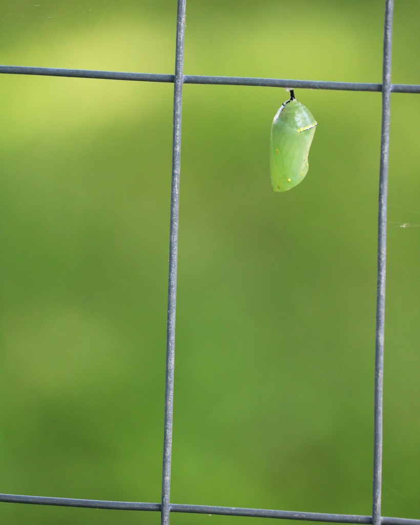 August 8: Day Two of Monarch Chrysalis by daisymiller