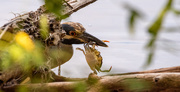 9th Aug 2020 - Yellow Crowned Night Heron with Lunch!