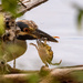 Yellow Crowned Night Heron with Lunch! by rickster549