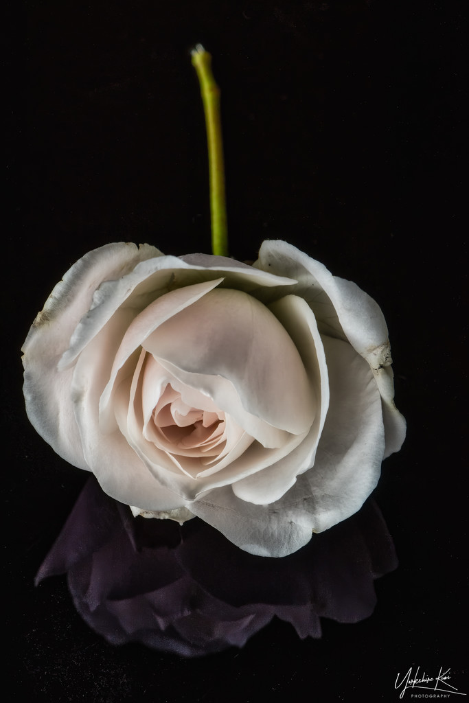little rose by yorkshirekiwi
