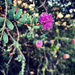 Mimosa Flower by loweygrace