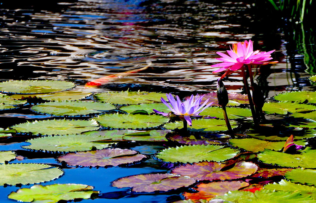 Waterlilies by redy4et