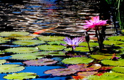 9th Aug 2020 - Waterlilies