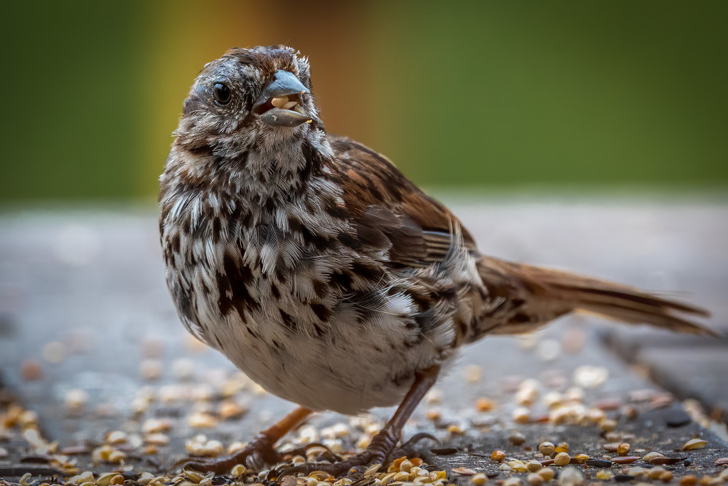 Scruffy Song Sparrow  by nicoleweg