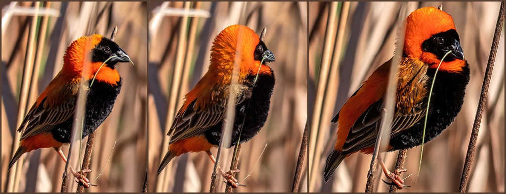 Red Bishop Showing off by ludwigsdiana
