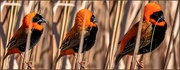 10th Aug 2020 - Red Bishop Showing off
