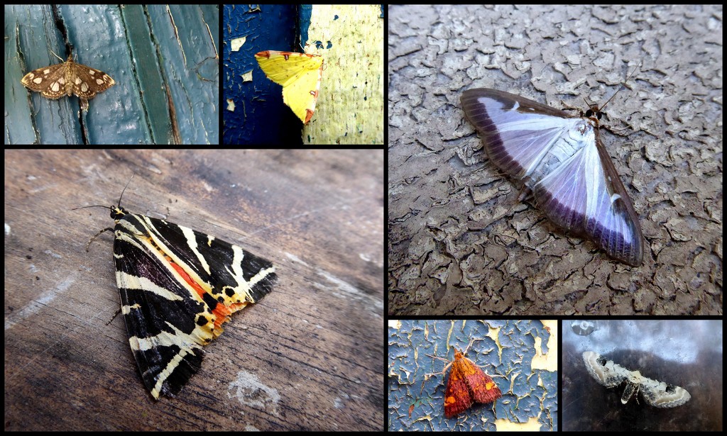 Colourful moths of bristol  by steveandkerry